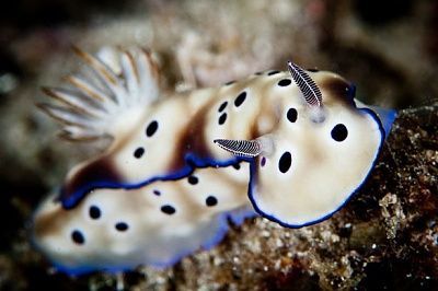 sea-20slug-1707486.jpg