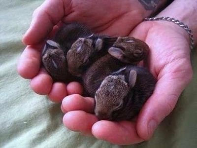 bunnies.jpg