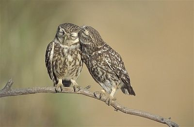 owls.jpg