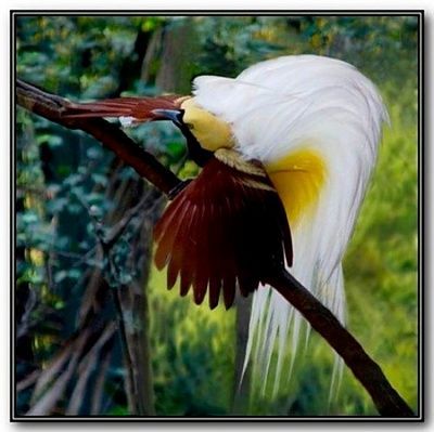 bird-paradise.jpg