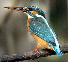 Kingfisher.jpg