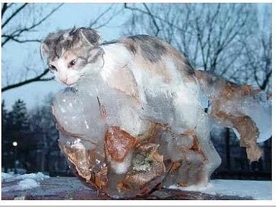 cat.jpg