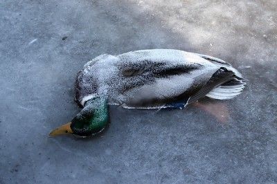duck.jpg