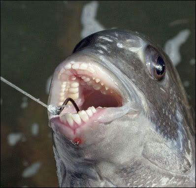 Name:  sheephead%20%283%29.jpg
Views: 27394
Size:  29.5 KB