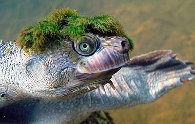 elusor-macrurus-tortuga-punky-4-1.jpg