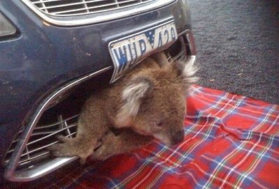 koala.jpg