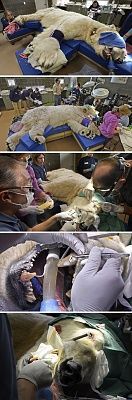 polar_bear_at_dentist.jpg