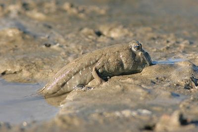 mudskippers-20-281-29.jpg