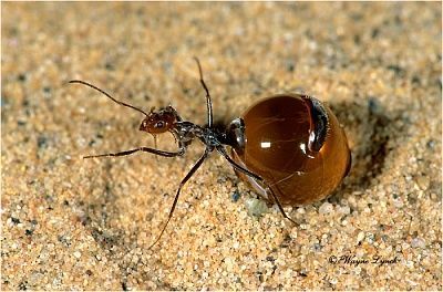 honeypot-20ants-20-281-29.jpg