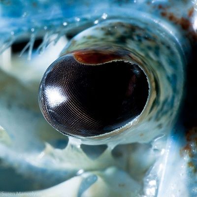 blue-crayfish.jpg
