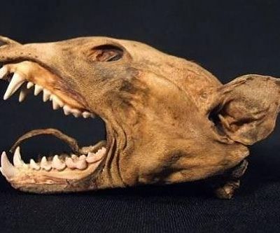werewolfskull.jpg