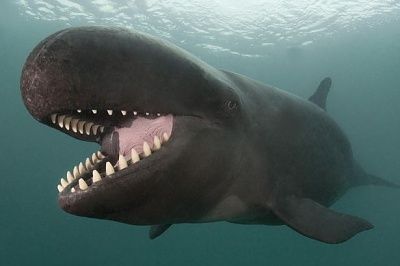 c2-a3-c2-a3-20smiley-20false-20killer-20whale-1777175.jpg