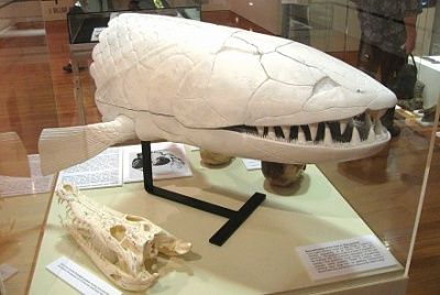 fish-fossil-440x295.jpg