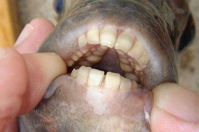 sheephead.jpg