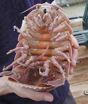 isopod01.jpg