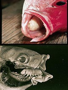 parasitic_isopod_220.jpg