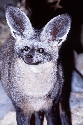 otocyon-20megalotis-20bat-eared-20fox.jpg