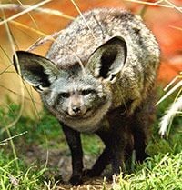 BatEaredFox-TM.jpg