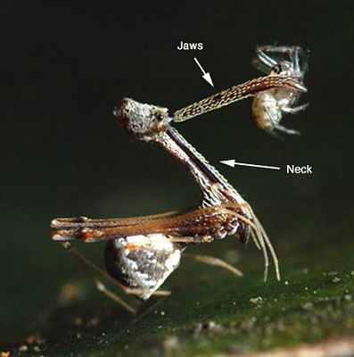 060308_spider.jpg