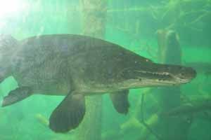 57_gator_gar.jpg