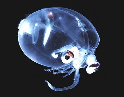 deepseasquid_lg.jpg