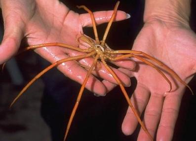 seaspider.jpg