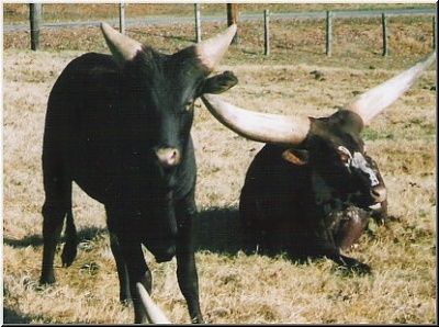 watusi-baby.jpg