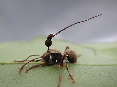 cordyceps-unilateralis.jpg