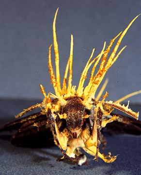Cordyceps_tuberculata.jpg