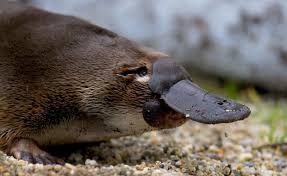 platy1.jpg