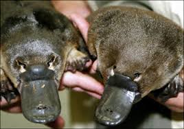 platy2.jpg