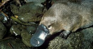 platy3.jpg