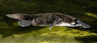 platy5.jpg