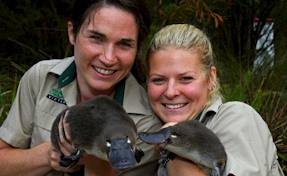 platy6.jpg