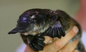platy7.jpg