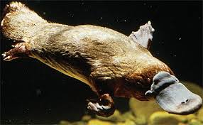 platy8.jpg