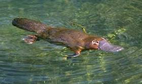 platy9.jpg