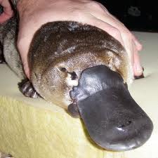 platy11.jpg