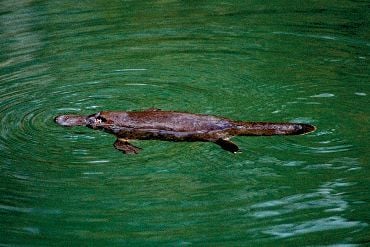 platy10.jpg