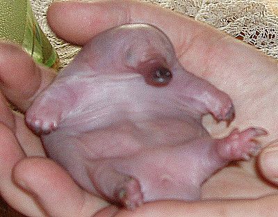 platy13.jpg