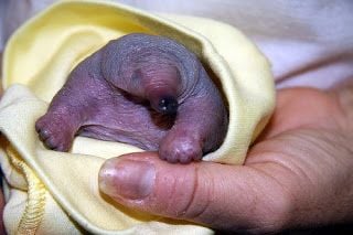 platy16.jpg