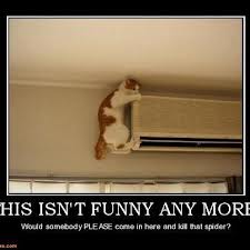 ihatespiderscat2.jpg