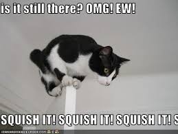 squishitsquishitcat.jpg