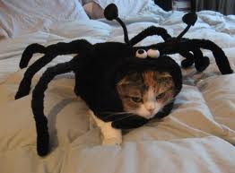 spidercostumecat.jpg