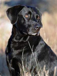 Name:  jake1.jpg
Views: 715
Size:  10.2 KB