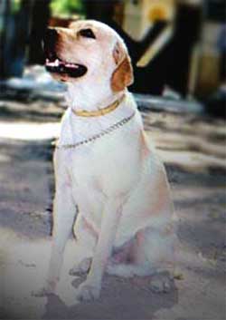 Name:  zanjeer1.jpg
Views: 1311
Size:  9.1 KB