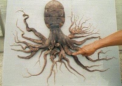 octopus.jpg