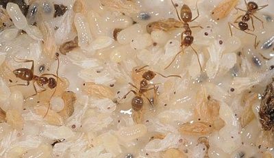 ants.jpg
