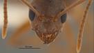 ant.jpg