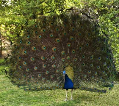 peacock-feathers-1.jpg